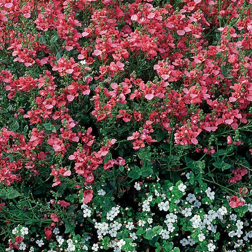 Nemesia Fruit Tingle - Ladybird Nursery