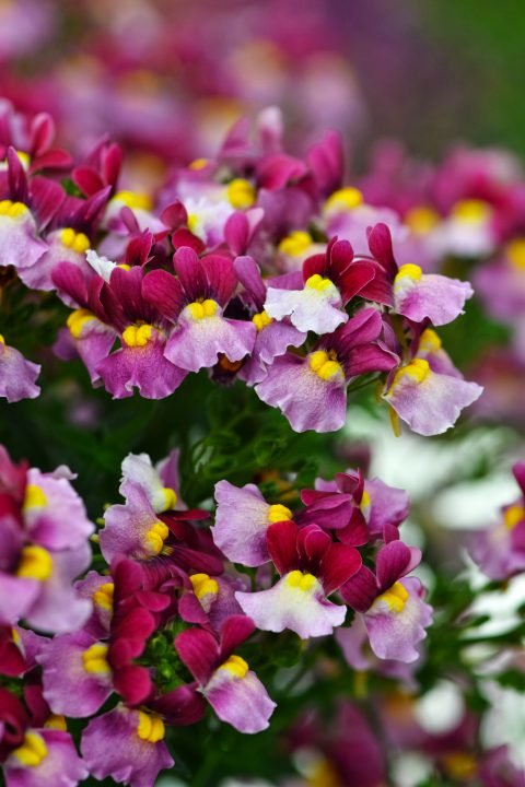 Nemesia Fruit Tingle - Ladybird Nursery