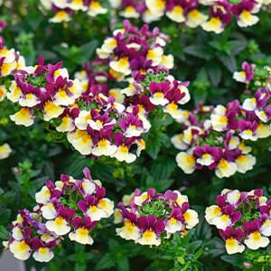 Nemesia Raspberry Lemonade - Ladybird Nursery