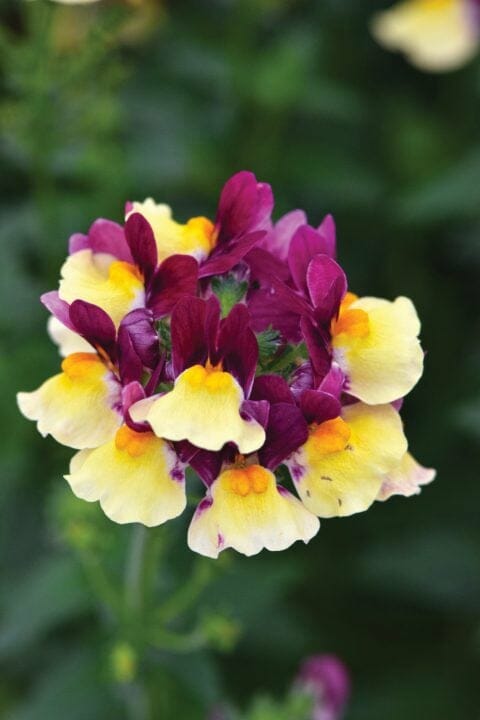 Nemesia Raspberry Lemonade - Ladybird Nursery