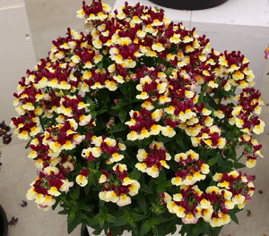 Nemesia Raspberry Lemonade - Ladybird Nursery