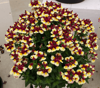 Nemesia Raspberry Lemonade