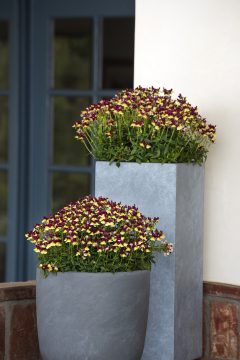 Nemesia Raspberry Lemonade