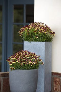 Nemesia Raspberry Lemonade - Ladybird Nursery