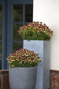 Nemesia Raspberry Lemonade - Ladybird Nursery
