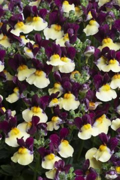 Nemesia Raspberry Lemonade - Ladybird Nursery