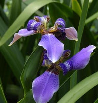 Walking Iris Regina Tissue culture (Neomarica caerulea)