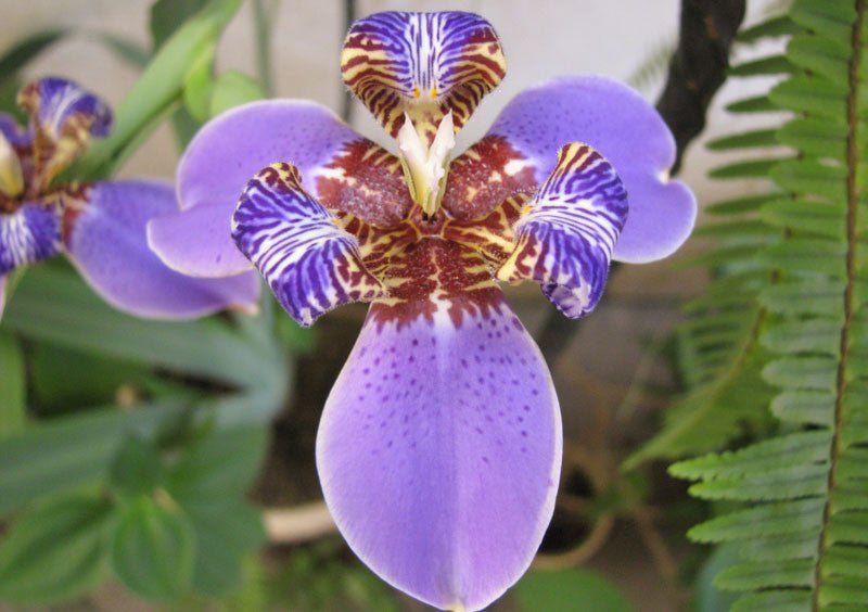 Walking Iris (Neomarica caerulea) - Ladybird Nursery