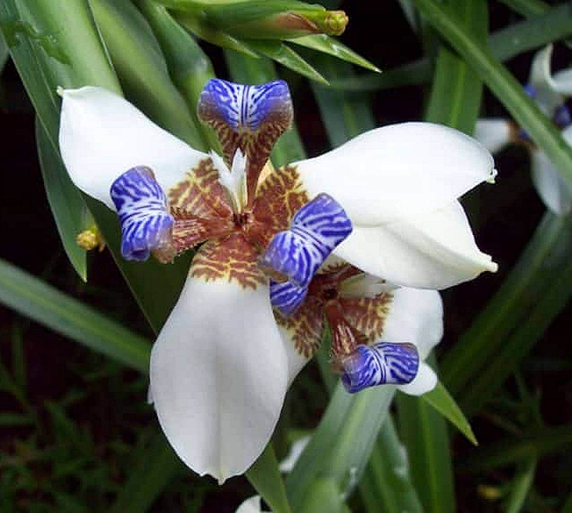Brazilian Walking Iris Tri - Colour (Neomarica gracilis) - Ladybird Nursery