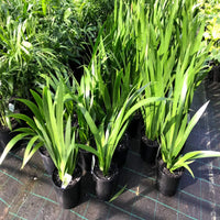 Brazilian Walking Iris (Neomarica gracilis)