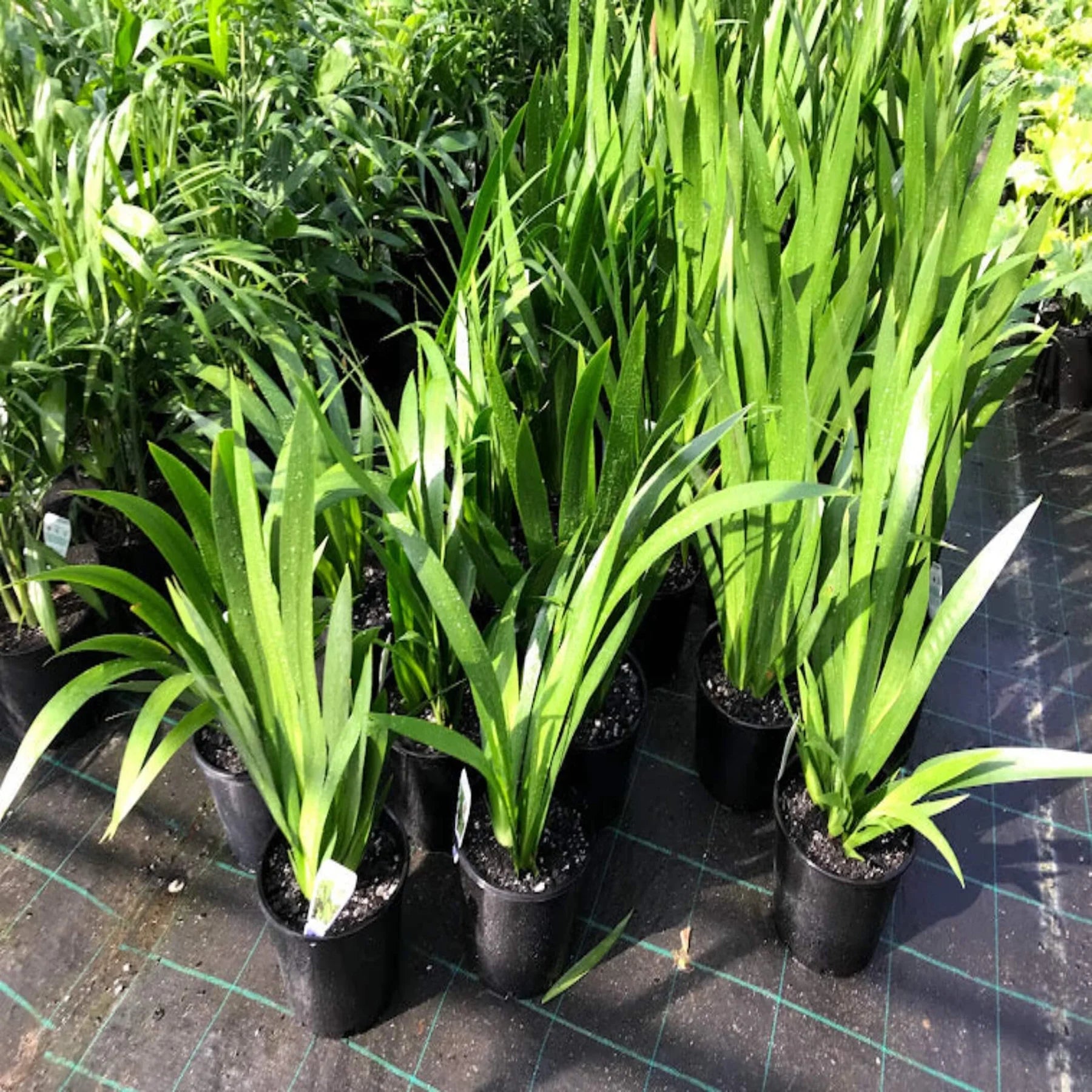 Brazilian Walking Iris Tri - Colour (Neomarica gracilis) - Ladybird Nursery