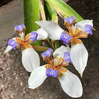 Walking Iris (Neomarica northiana)