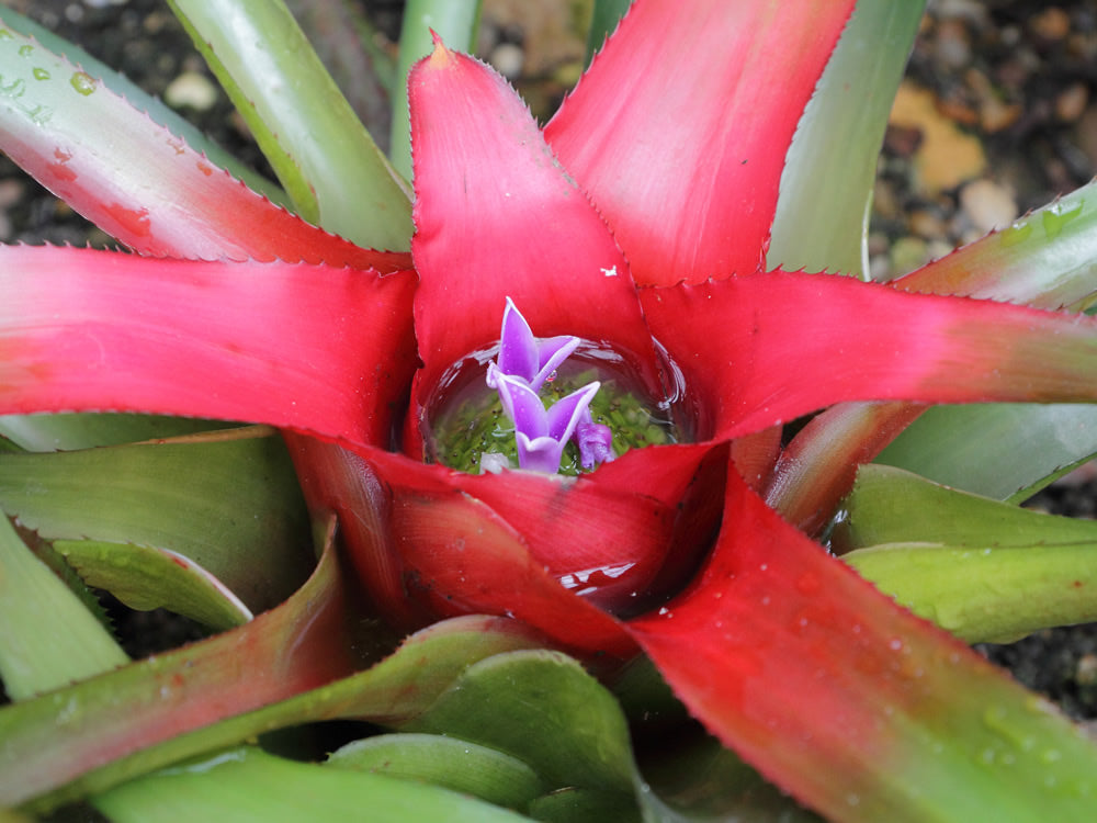 Bromeliad (Neoregelia carolinae)