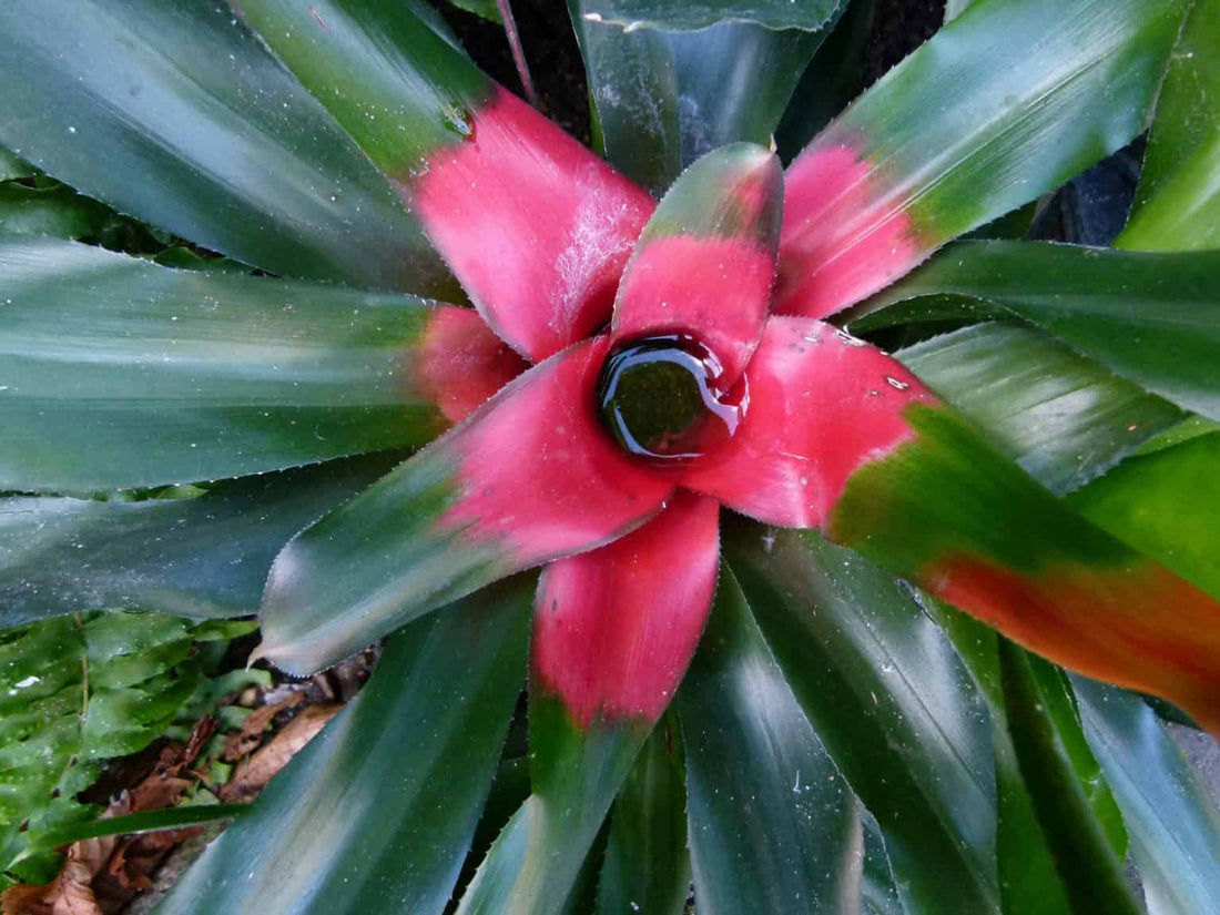 Bromeliad (Neoregelia carolinae) - Ladybird Nursery
