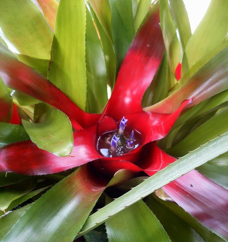 Bromeliad (Neoregelia carolinae) - Ladybird Nursery