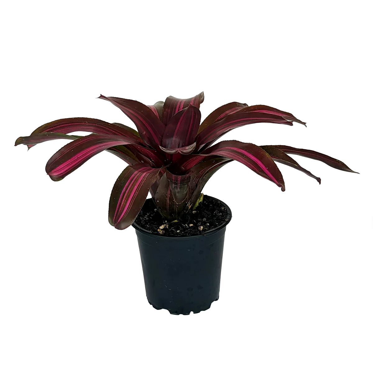 Bromeliad Dyn o mite (Neoregelia)