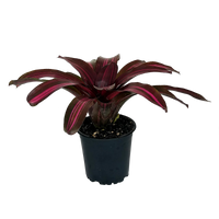 Bromeliad Dyn o mite (Neoregelia)