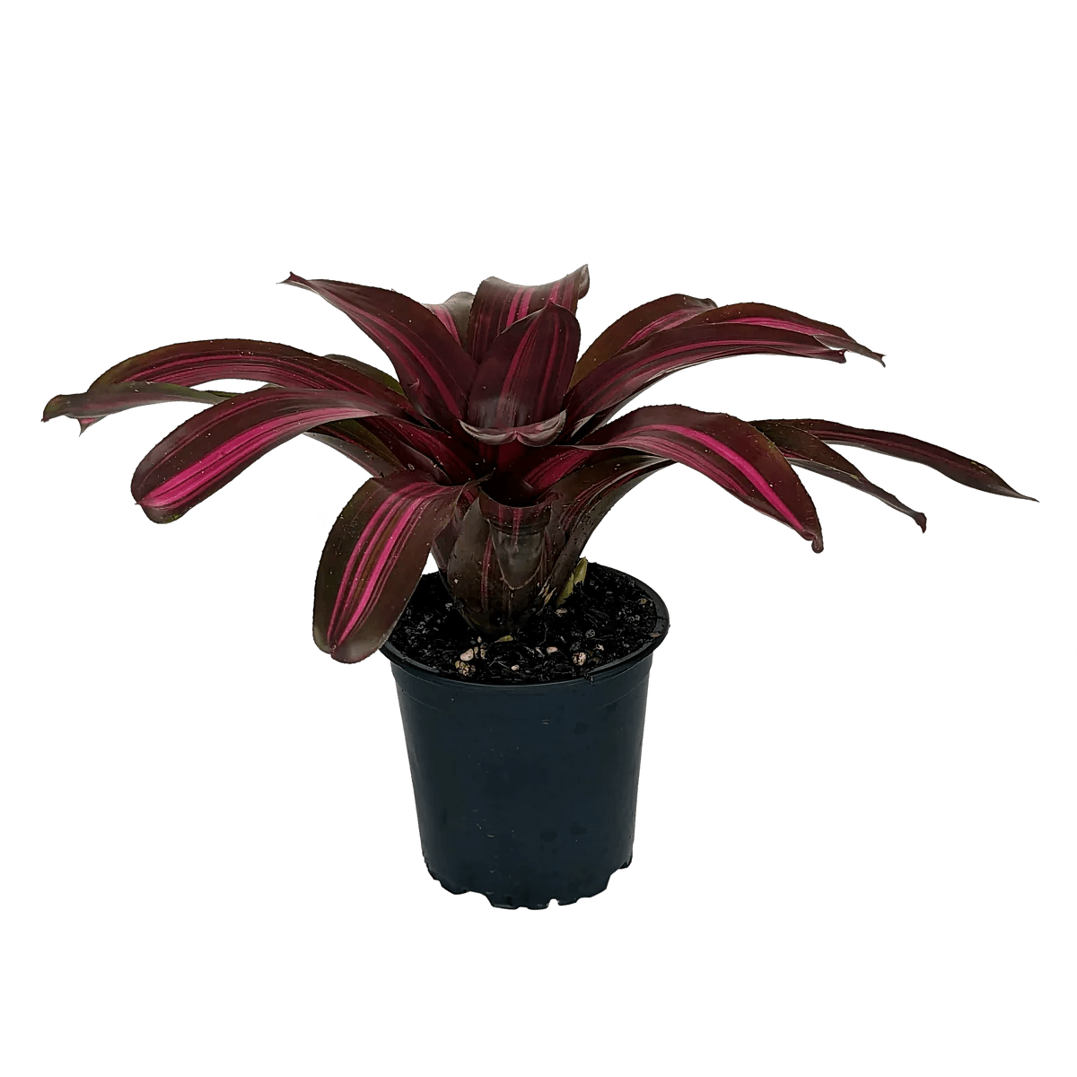 Bromeliad Dyn o mite (Neoregelia) - Ladybird Nursery