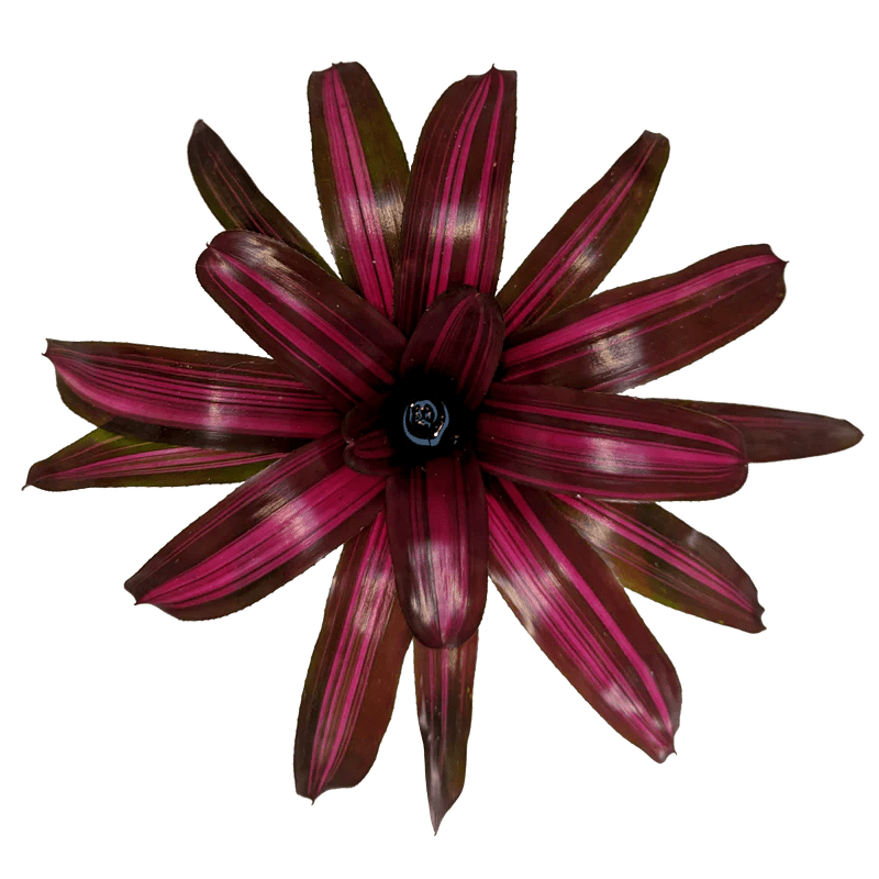 Bromeliad Dyn o mite (Neoregelia) - Ladybird Nursery