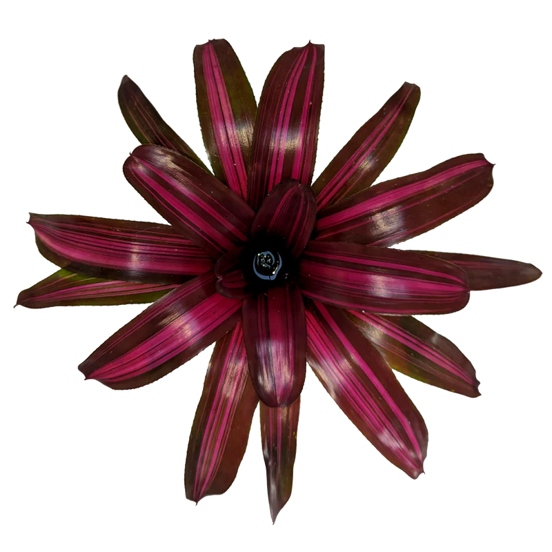 Bromeliad Dyn o mite (Neoregelia)