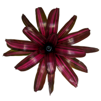 Bromeliad Dyn o mite (Neoregelia)
