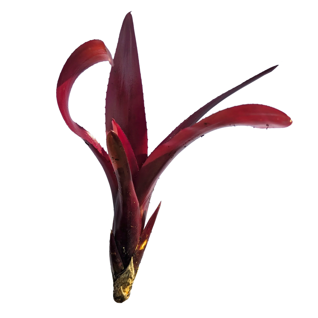 Bromeliad Dyn o mite (Neoregelia) - Ladybird Nursery