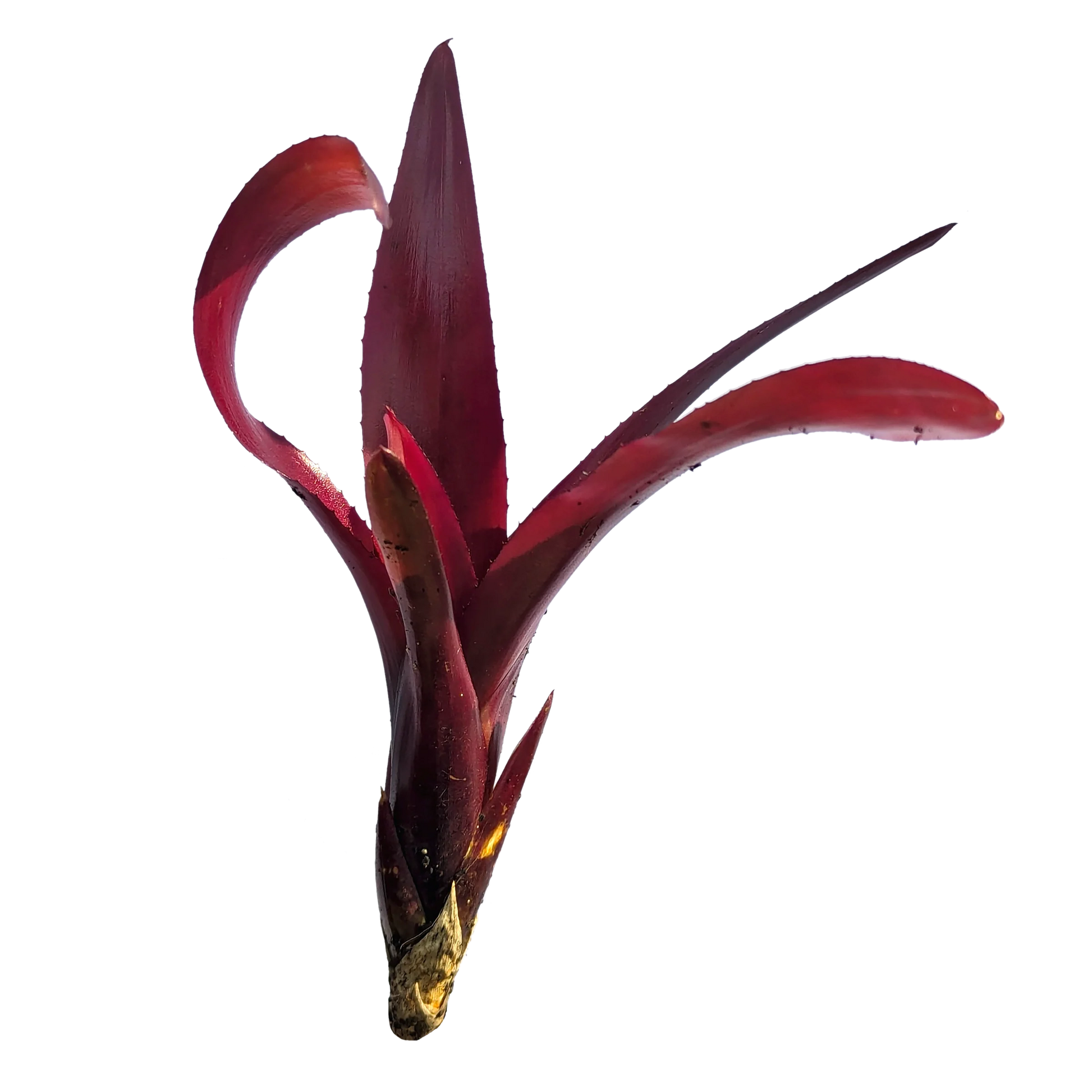 Bromeliad Dyn o mite (Neoregelia)