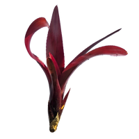Bromeliad Dyn o mite (Neoregelia) - Ladybird Nursery