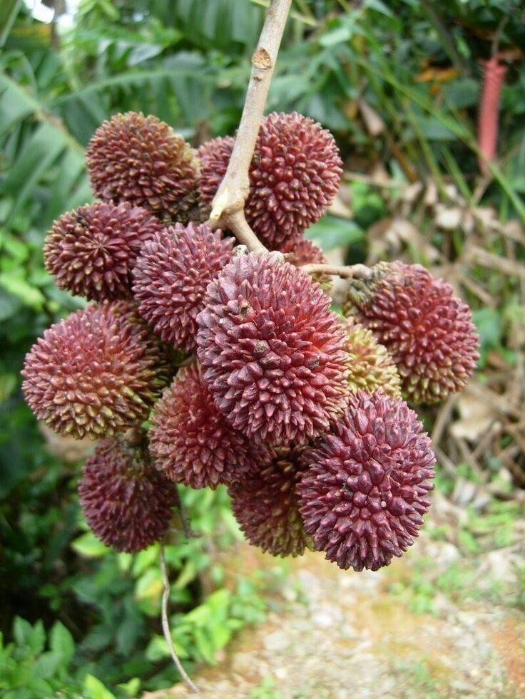 Pulasan (Nephelium ramboutan - ake) - Ladybird Nursery