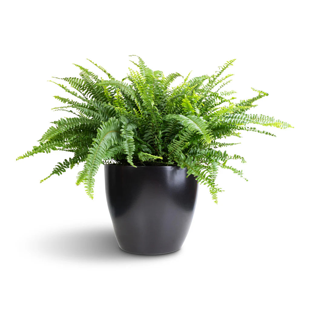Boston Fern Assorted (Nephrolepis spp.)