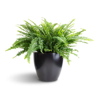 Boston Fern Assorted (Nephrolepis spp.)