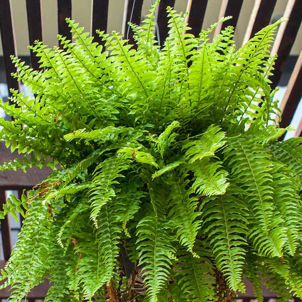 Boston Fern (Nephrolepis exaltata)