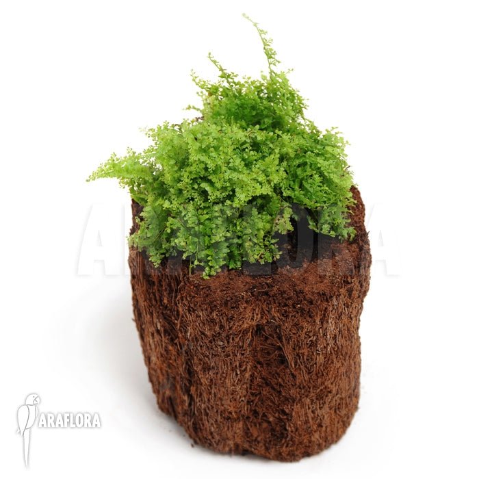 Boston Fern Marisa (Nephrolepis exaltata) - Ladybird Nursery