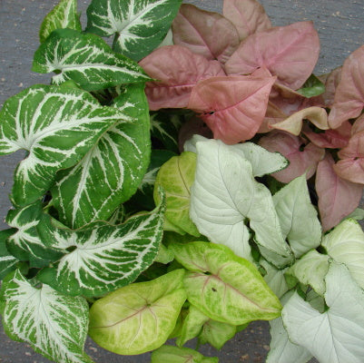 Syngonium Assorted spp.