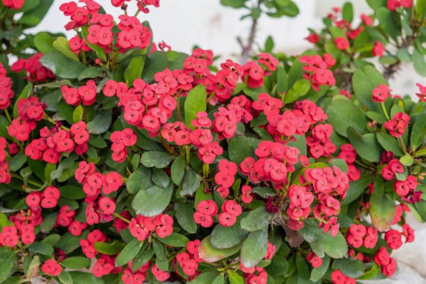 Neptune Crown of Thorns (Euphorbia milii) - Ladybird Nursery