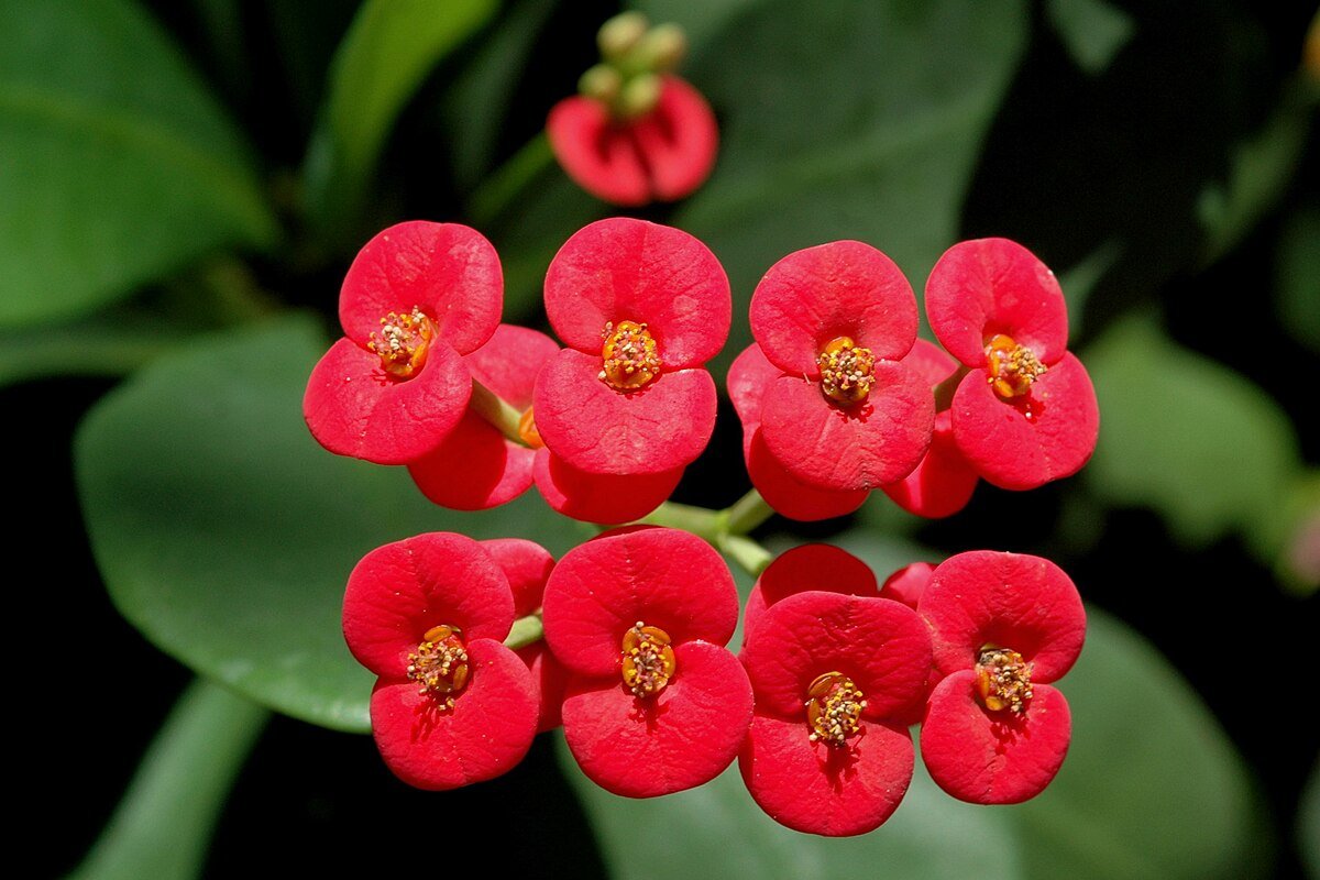 Neptune Crown of Thorns (Euphorbia milii) - Ladybird Nursery