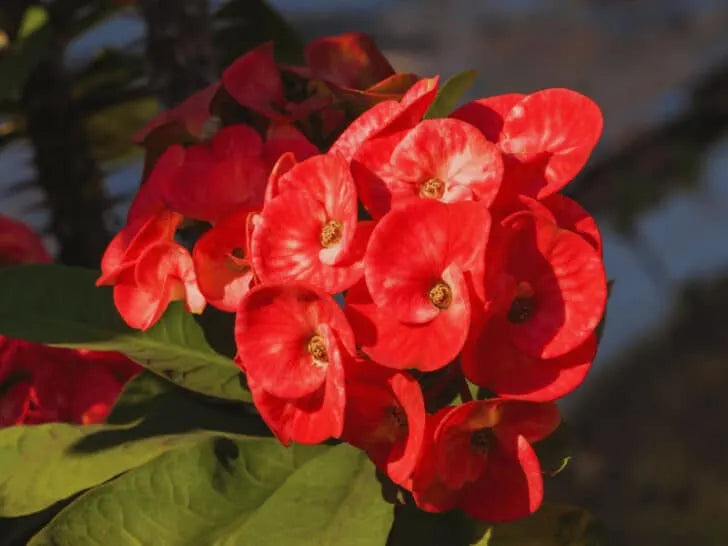 Neptune Crown of Thorns (Euphorbia milii)