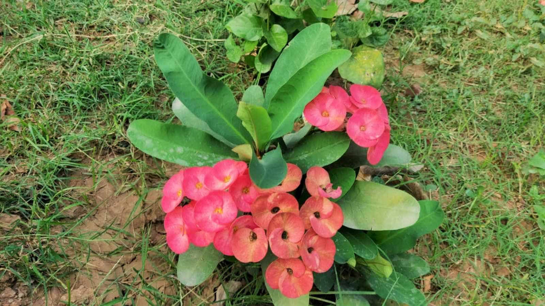 Neptune Crown of Thorns (Euphorbia milii) - Ladybird Nursery
