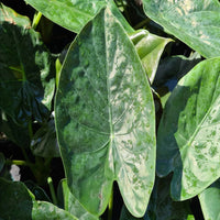 New Guinea Shield (Alocasia wentii)