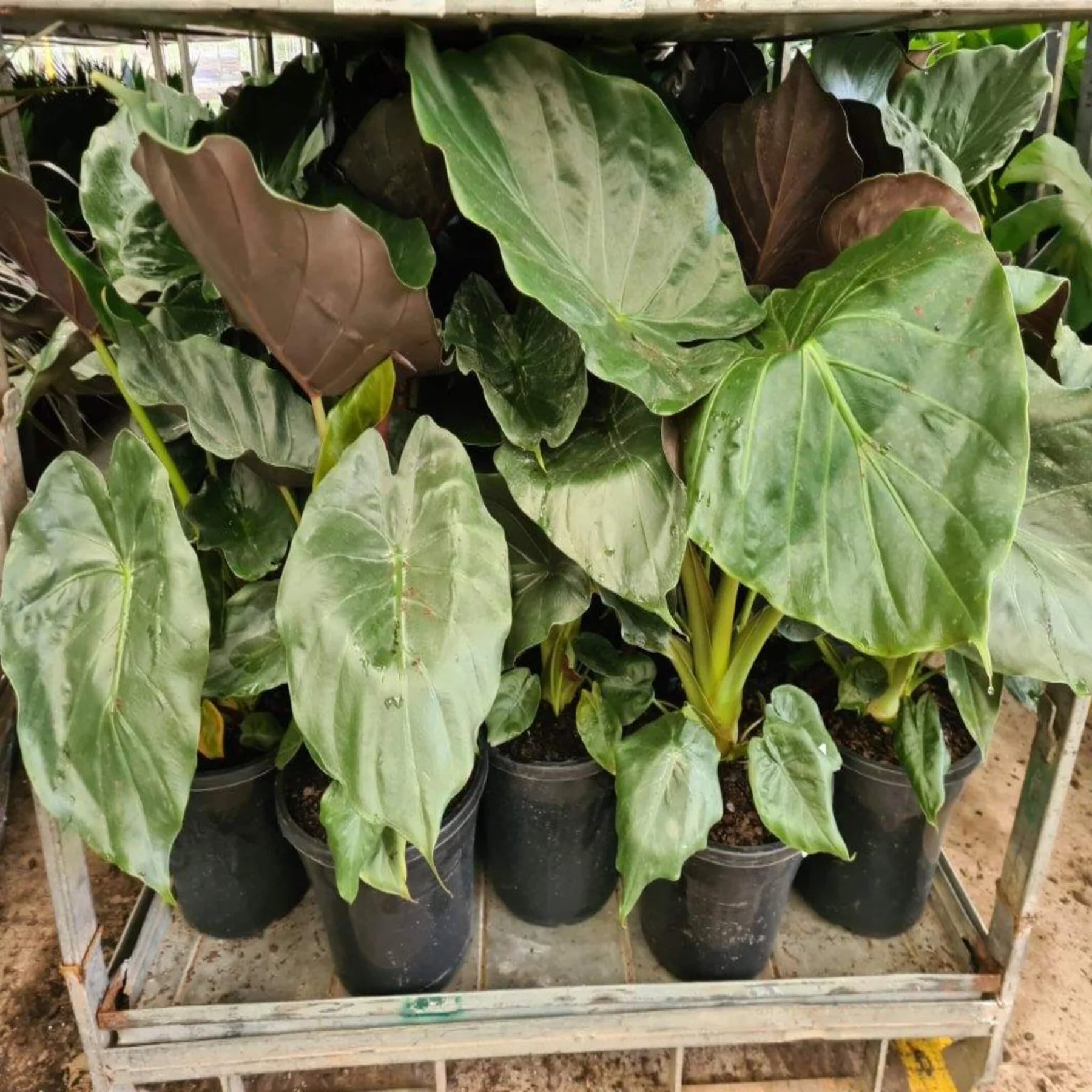 New Guinea Shield (Alocasia wentii) - Ladybird Nursery