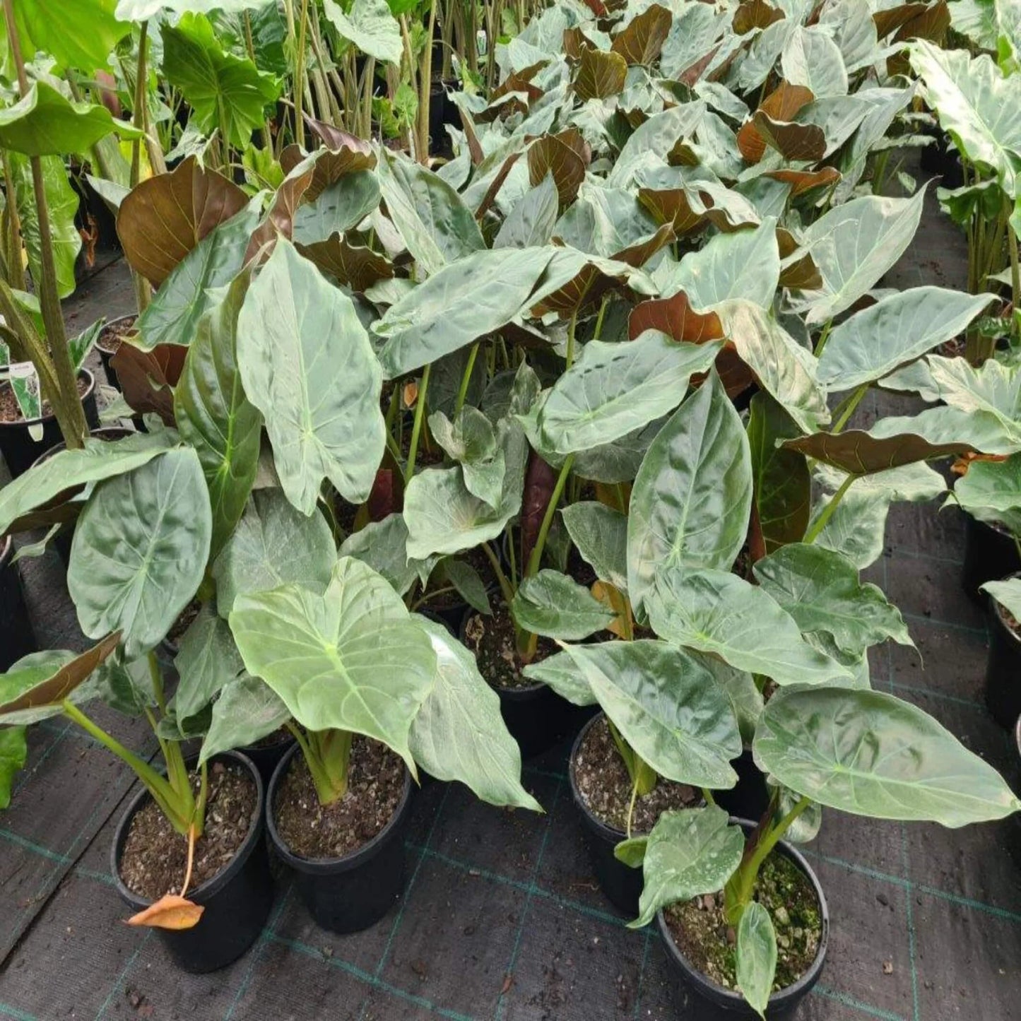 New Guinea Shield (Alocasia wentii)