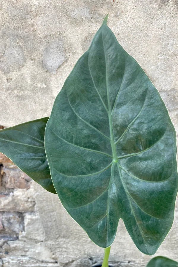 New Guinea Shield (Alocasia wentii) - Ladybird Nursery