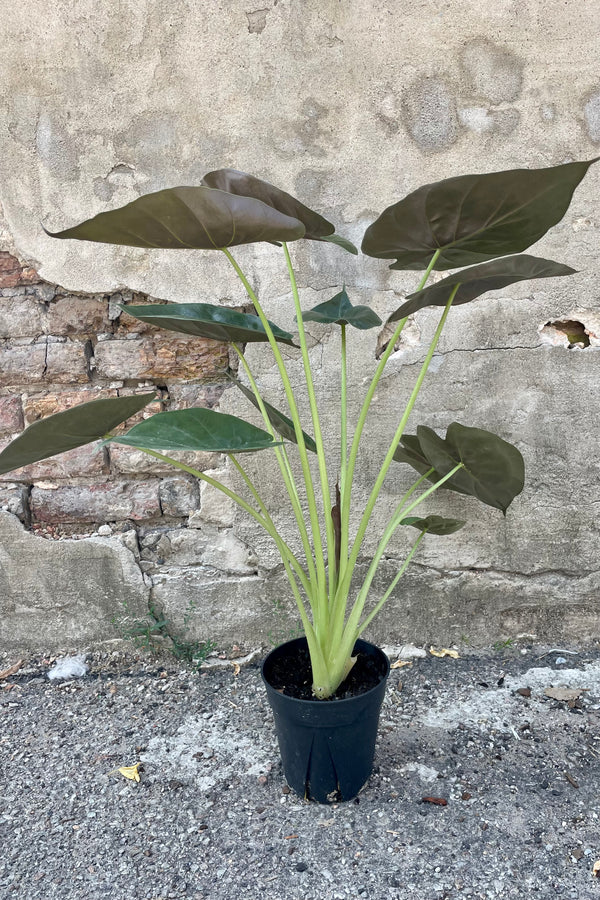 New Guinea Shield (Alocasia wentii)