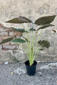 New Guinea Shield (Alocasia wentii)