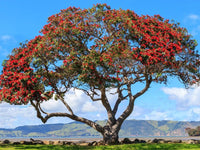 New Zealand Christmas Tree Dwarf Mini Xmas (Metrosideros excelsa) - Ladybird Nursery