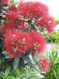 New Zealand Christmas Tree Dwarf Mini Xmas (Metrosideros excelsa) - Ladybird Nursery