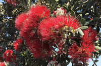 New Zealand Christmas Tree Dwarf Mini Xmas (Metrosideros excelsa)