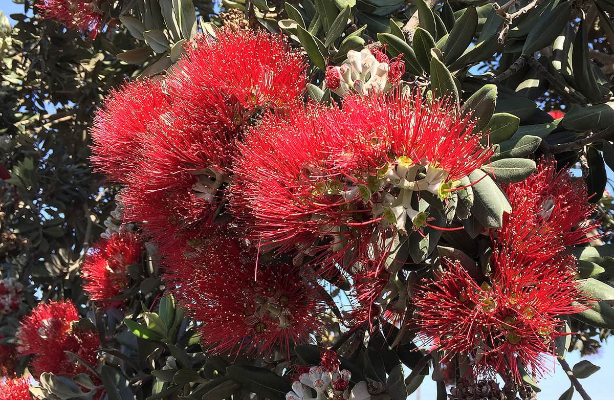 New Zealand Christmas Tree Dwarf Mini Xmas (Metrosideros excelsa) - Ladybird Nursery