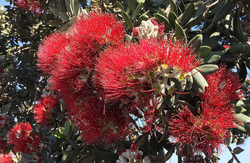 New Zealand Christmas Tree Dwarf Mini Xmas (Metrosideros excelsa) - Ladybird Nursery