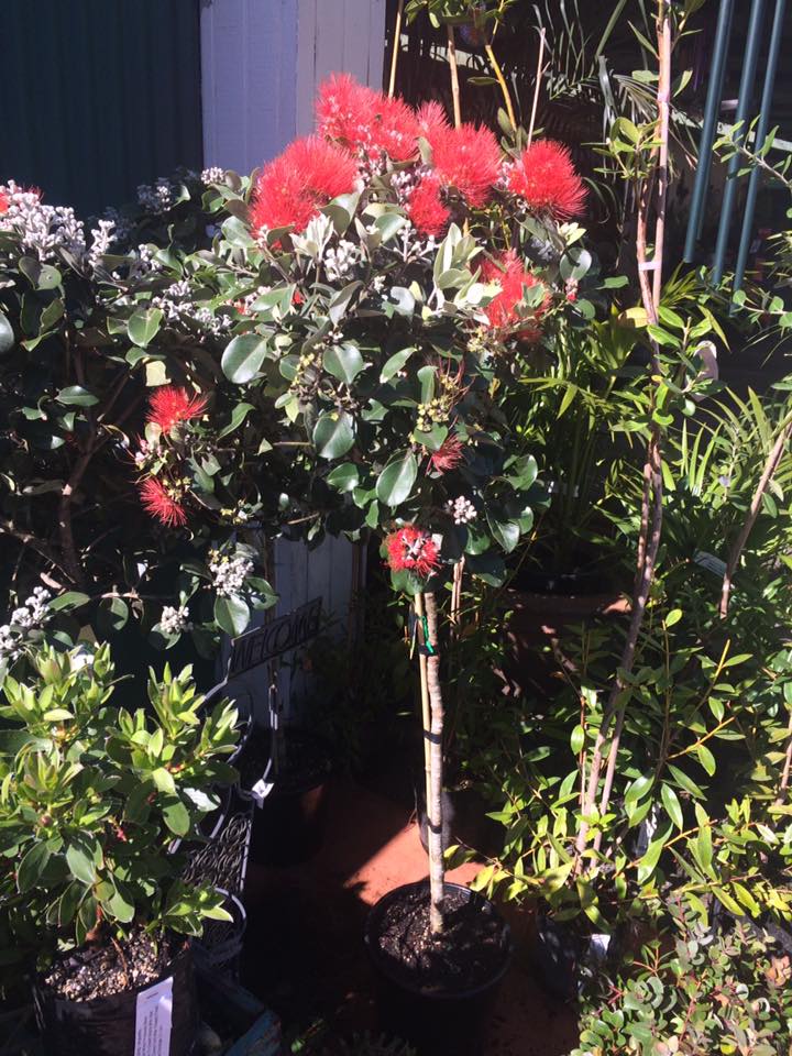 New Zealand Christmas Tree Gala (Metrosideros excelsa)